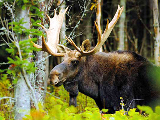 Parc national d’Aiguebelle