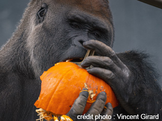 Zoo de Granby - Cantons-de-l'Est