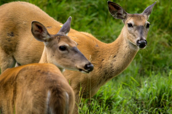 Zoo Ecomuseum