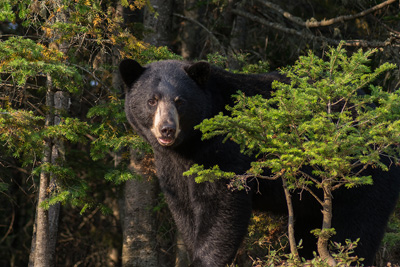 Observation de l'ours noir