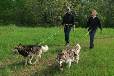 Cani-rando & Canicross avec les chiens de traîneau