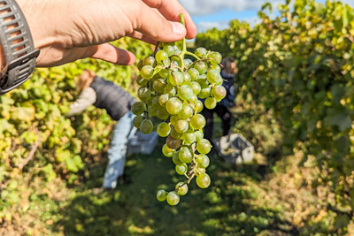 Les vignobles et cidreries de la Petite Nation