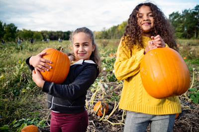 Cueillette citrouilles et courges