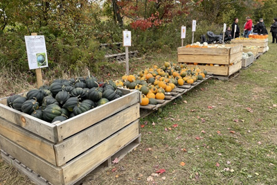 Autocueillette de citrouilles et de courges - Ferme du vieux Jack