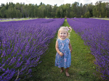 Petite fille dans le champ de Bleu Lavande en fleurs