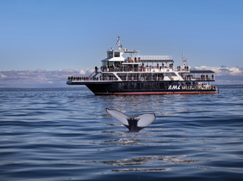 Bateau de Croisière AML avec queue de baleine dans l'eau en avant-plan Croisière aux baleines.