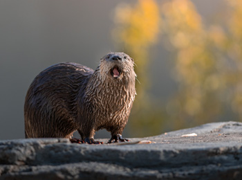 Loutre de rivière au Zoo Ecomuseum.