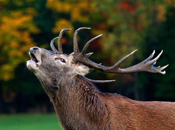 Cerf rouge au Parc Oméga.