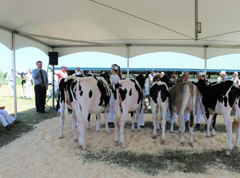 Rangée de vaches à exposition agricole de Calixa-Lavallée