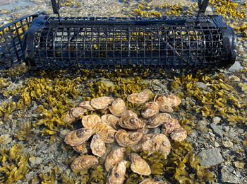 Panier et huîtres dans l'eau.