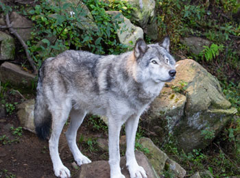 Loup gris au Parc Oméga