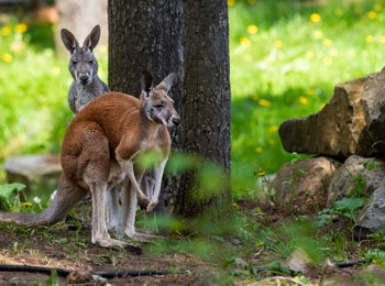 Duo de kangourous roux.