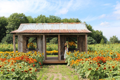 Tournesols, pommes et labyrinthes : l’automne s’installe dans Vaudreuil-Soulanges