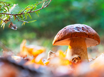 Un champignon sauvage vu de près.