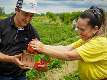 Deux personnes en train de faire de l'autocueillette de fraises.