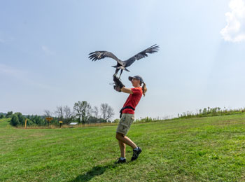 Animatrice avec un oiseau de proie.