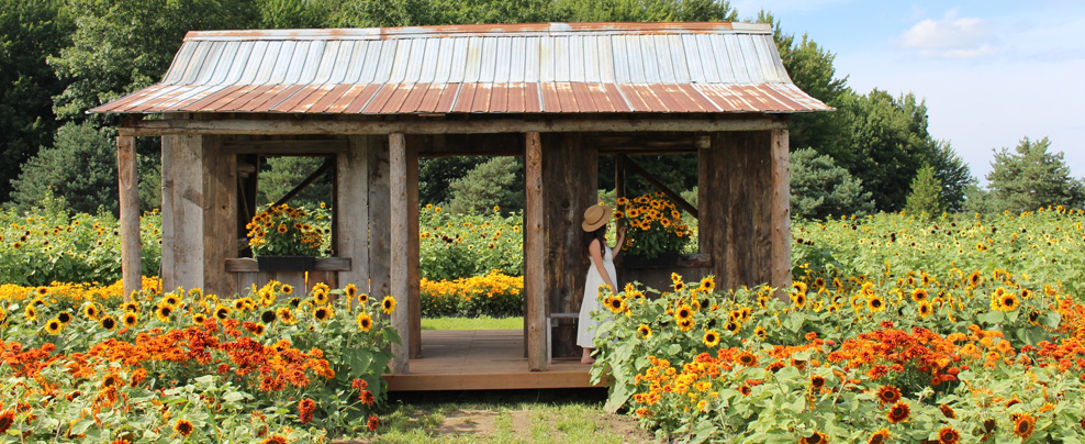 Jeune femme dans un champ de tournesols à Vaudreuil.