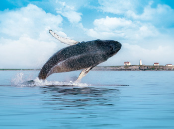 Baleine qui saute de l'eau.