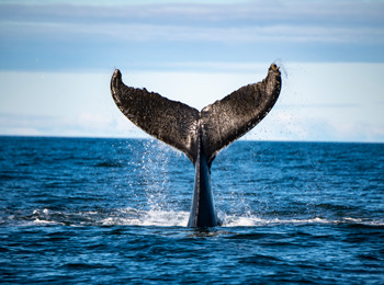 Queue de baleine sortant de l'eau.