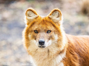 Gros plan sur la tête d’un dhole au pelage roux.