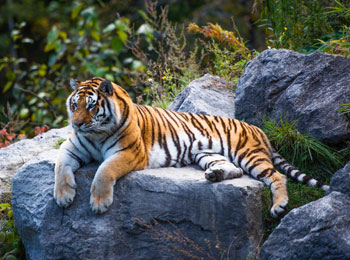 Un tigre en train de se reposer sur un rocher.