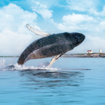 Le Fleuve Saint-Laurent : la meilleure expérience baleine au monde