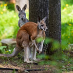 Suivez la piste des animaux sauvages au Parc Safari